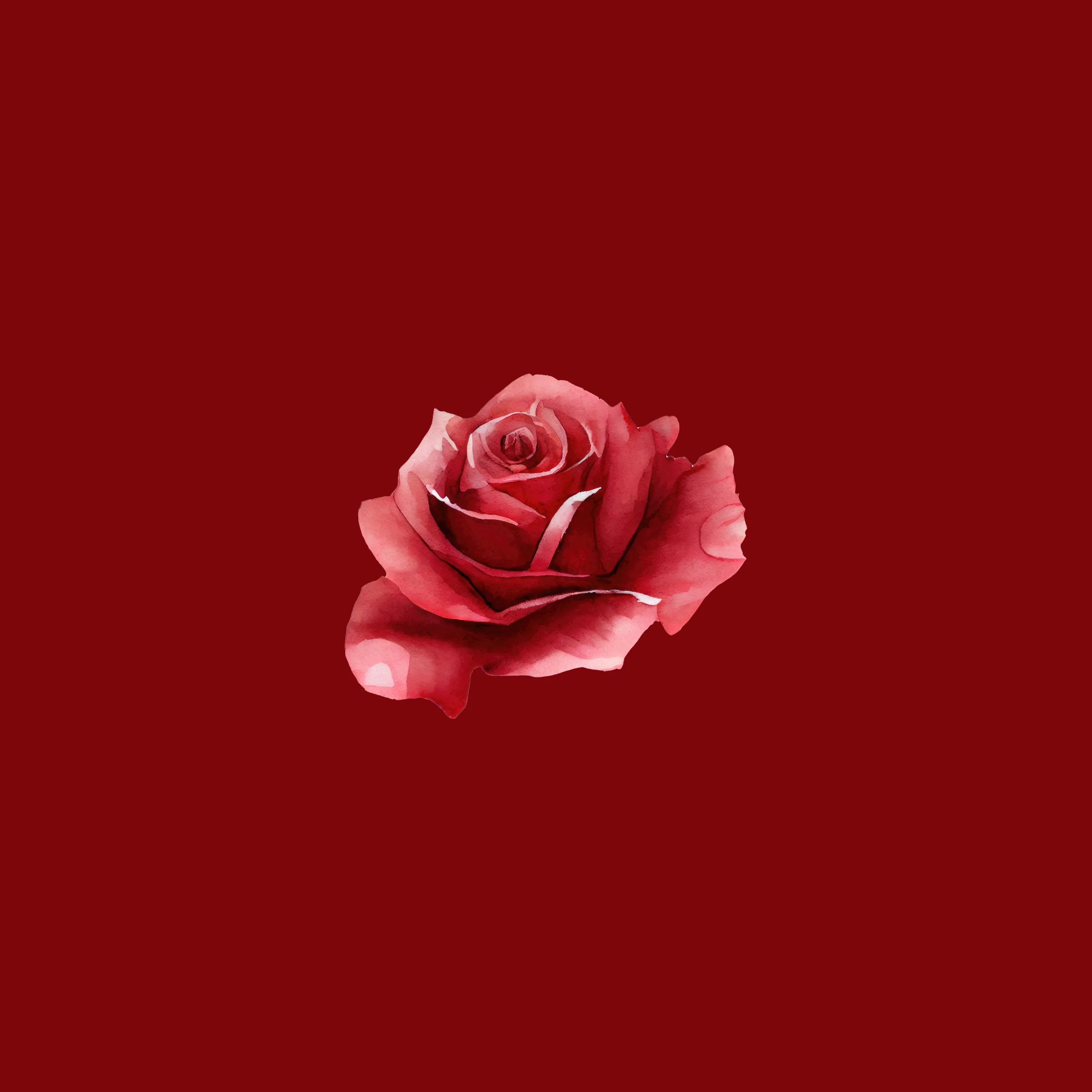 Rosa de Vênus